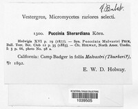 Puccinia sherardiana image